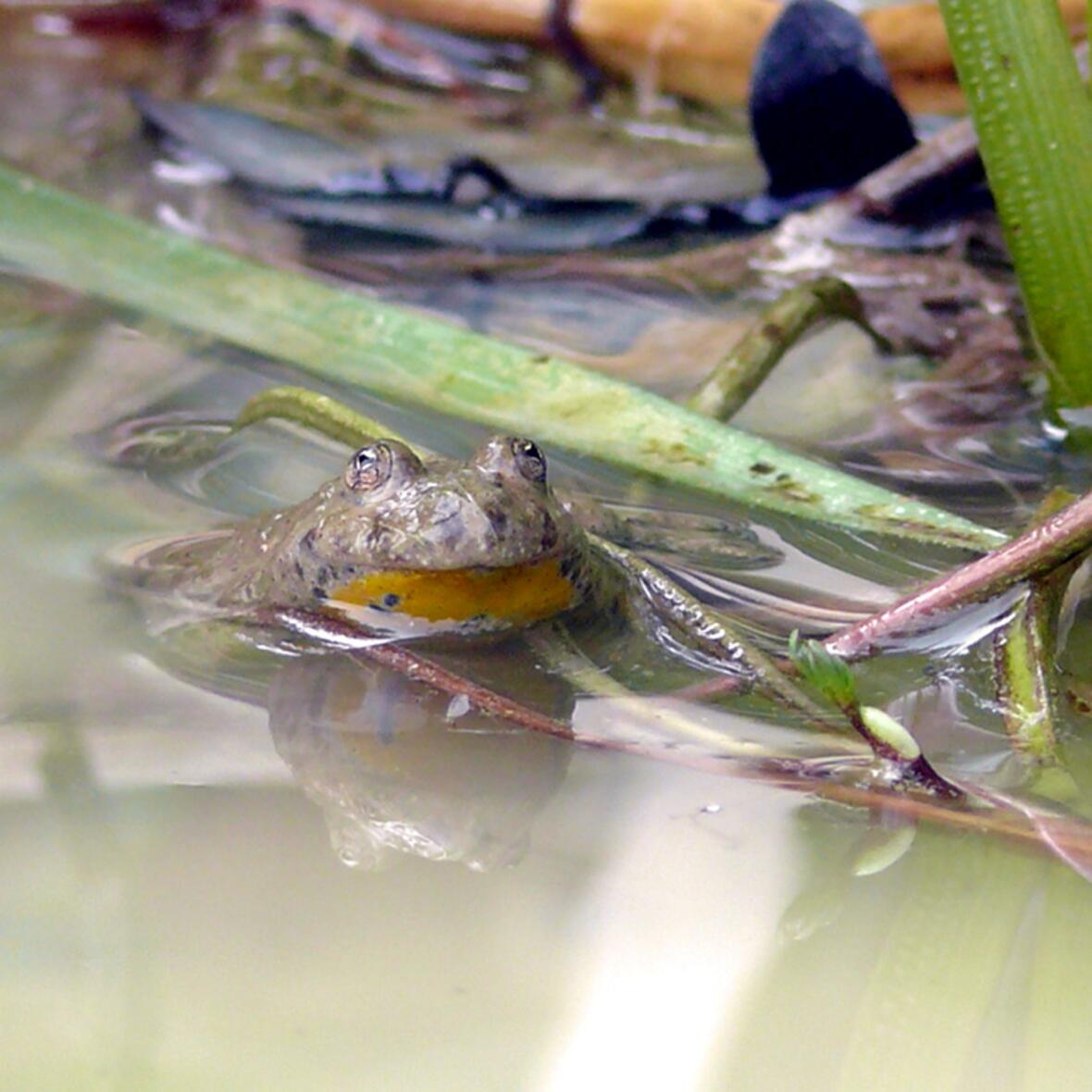 Yellow-bellied toad